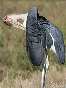 Marabou Stork