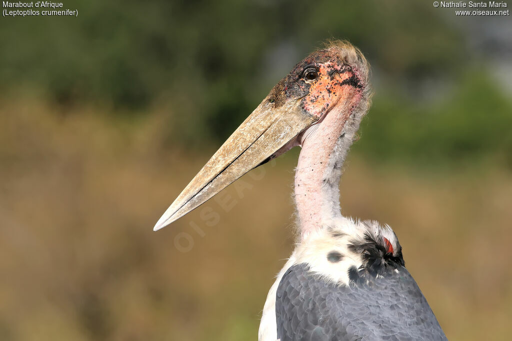 Marabou Storkadult, identification, close-up portrait