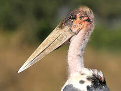 Marabou Stork