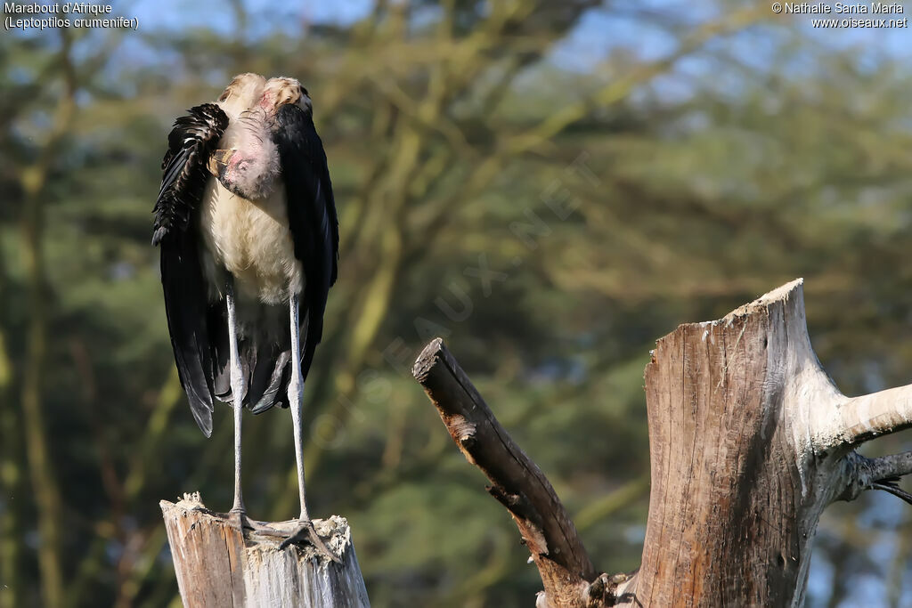 Marabou Storkadult, identification, habitat