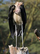 Marabou Stork