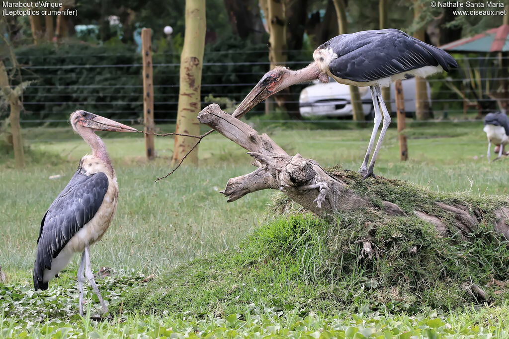 Marabou Storkadult, identification, habitat, Behaviour