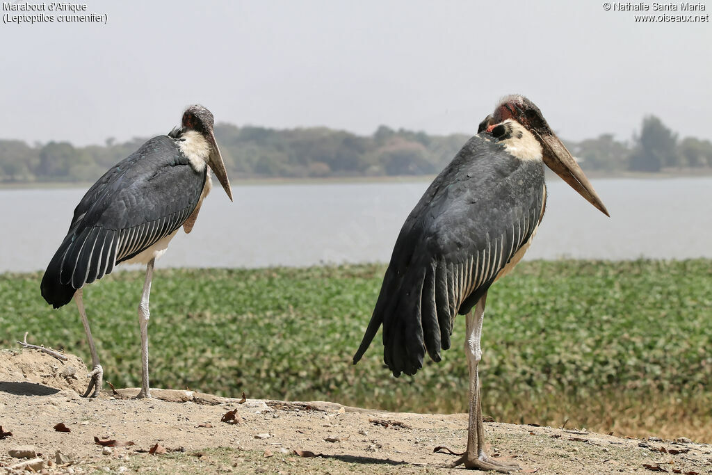 Marabou Storkadult, identification, habitat