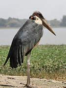 Marabou Stork