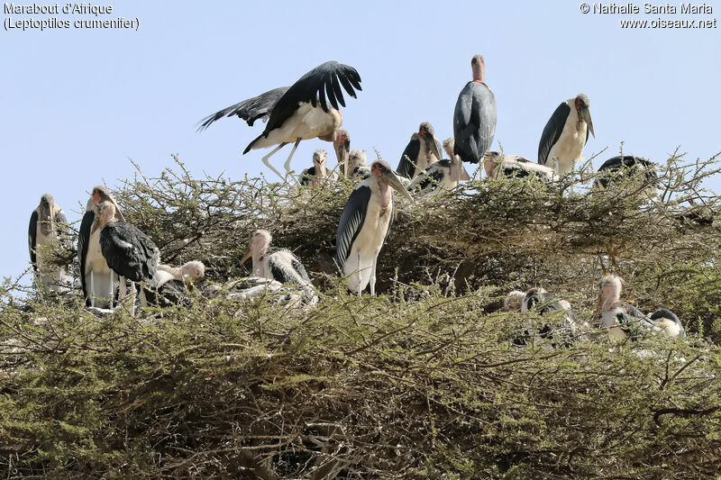 Marabou Stork, habitat, Reproduction-nesting