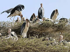 Marabou Stork