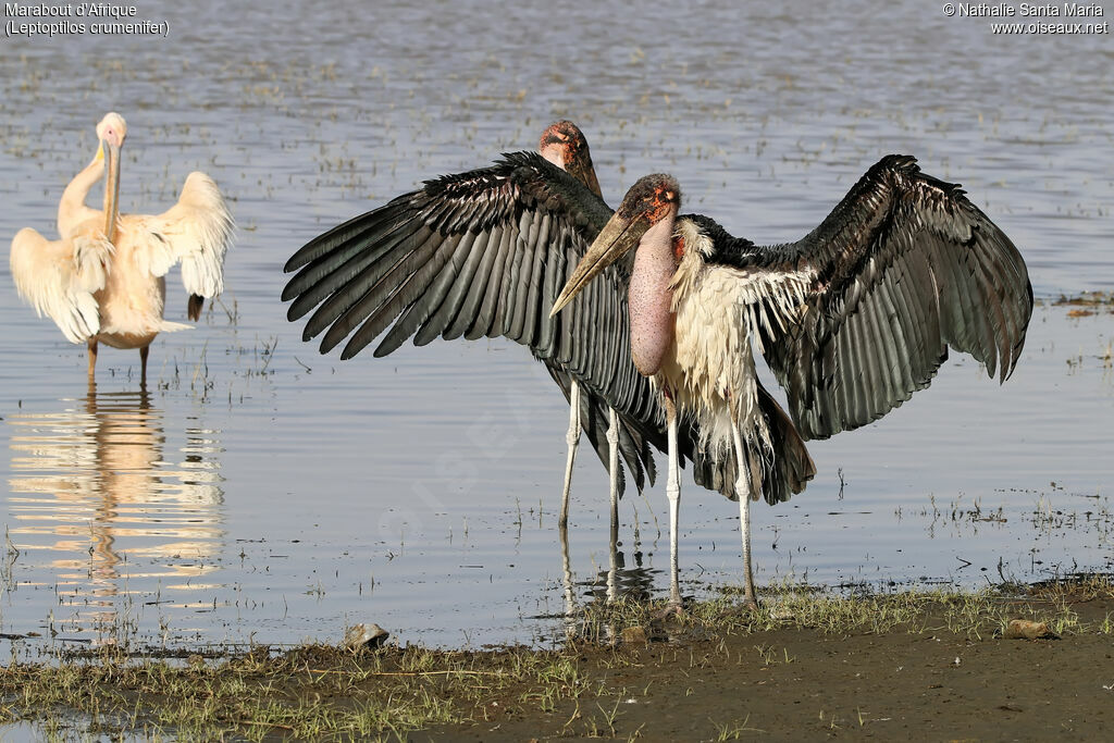 Marabout d'Afriqueadulte nuptial, identification, habitat