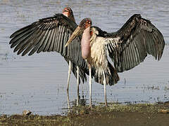 Marabou Stork