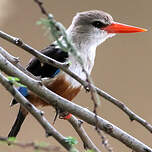 Martin-chasseur à tête grise