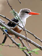 Grey-headed Kingfisher