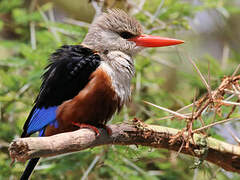 Grey-headed Kingfisher