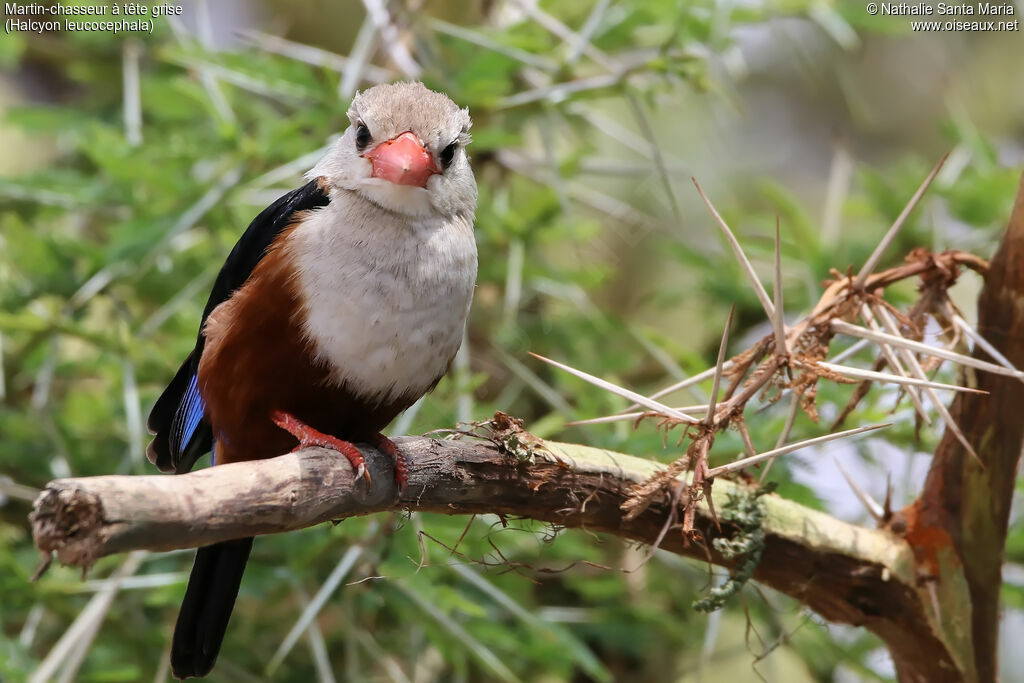 Grey-headed Kingfisheradult, identification, habitat