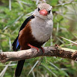 Martin-chasseur à tête grise