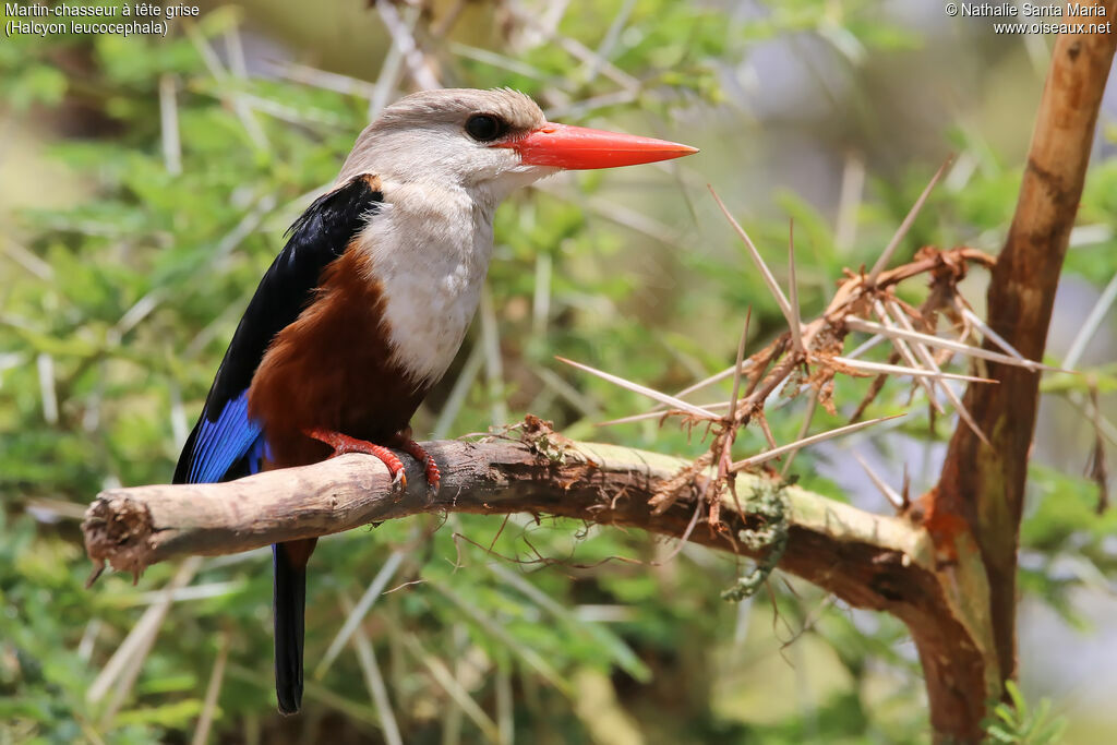 Grey-headed Kingfisheradult, identification, habitat