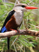 Grey-headed Kingfisher