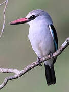 Woodland Kingfisher