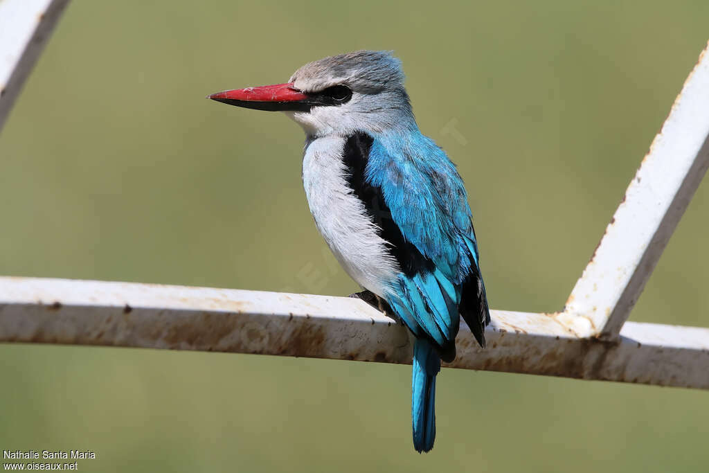 Martin-chasseur du Sénégaladulte, identification