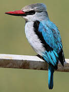 Woodland Kingfisher