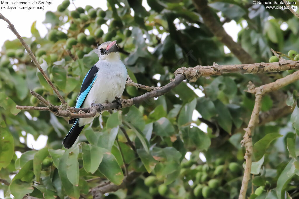 Martin-chasseur du Sénégaladulte, identification, habitat