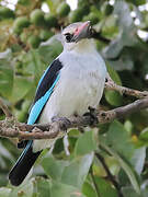 Woodland Kingfisher