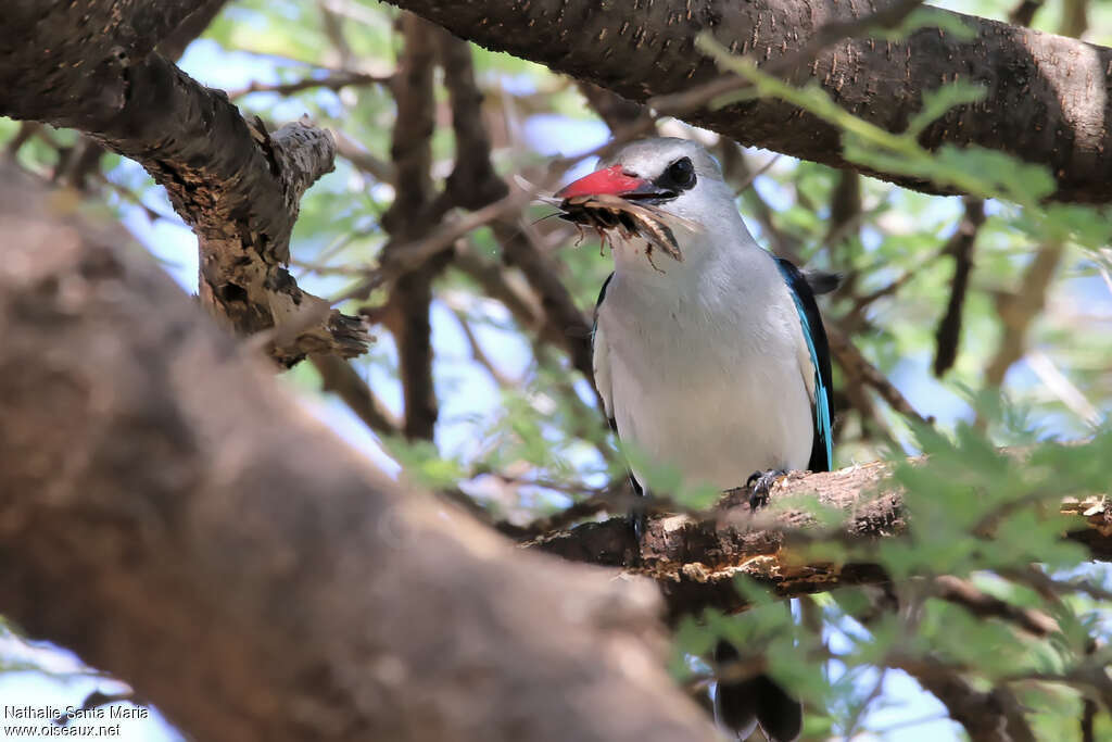 Woodland Kingfisheradult, close-up portrait, feeding habits, eats