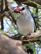 Woodland Kingfisher