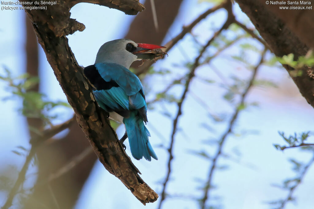 Martin-chasseur du Sénégaladulte, identification, régime, mange