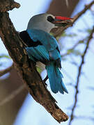 Woodland Kingfisher