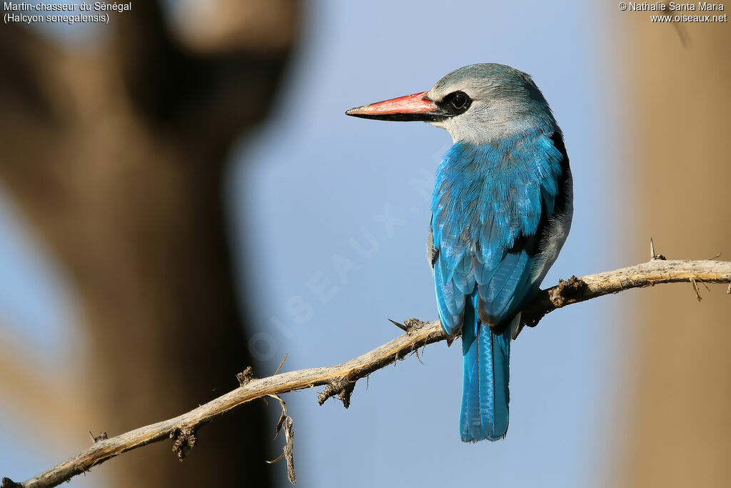 Woodland Kingfisheradult, identification