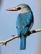 Woodland Kingfisher