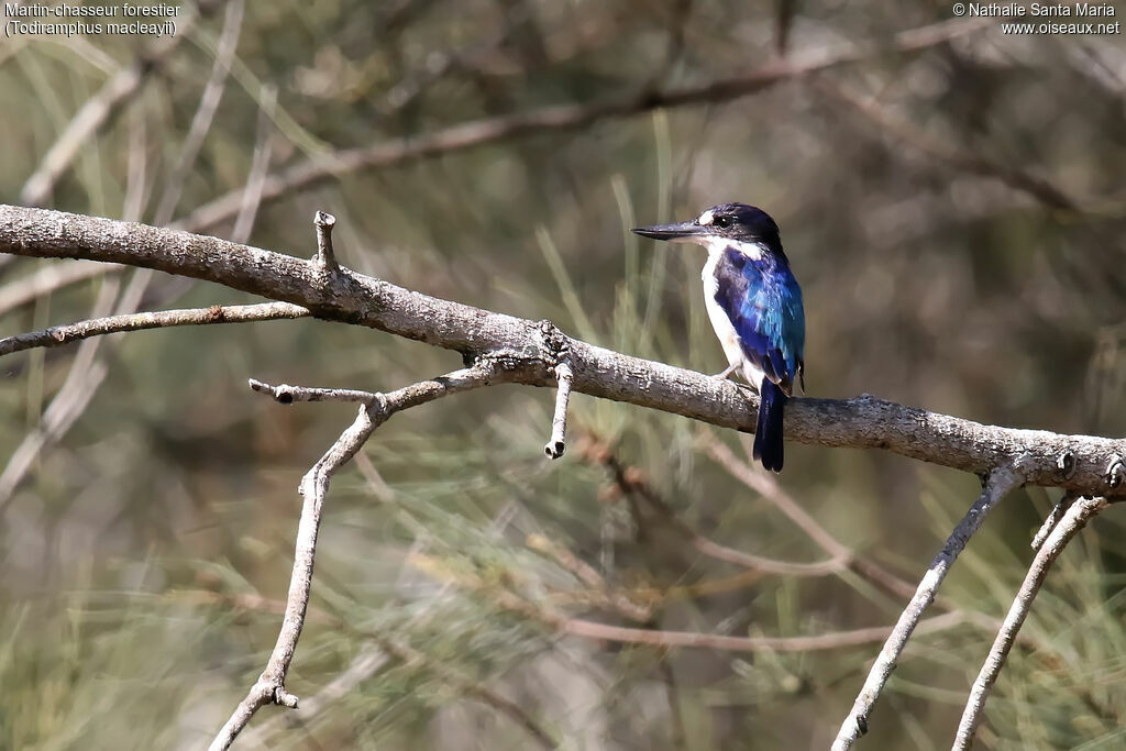 Forest Kingfisher female adult, habitat