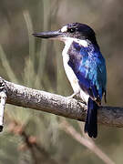 Forest Kingfisher