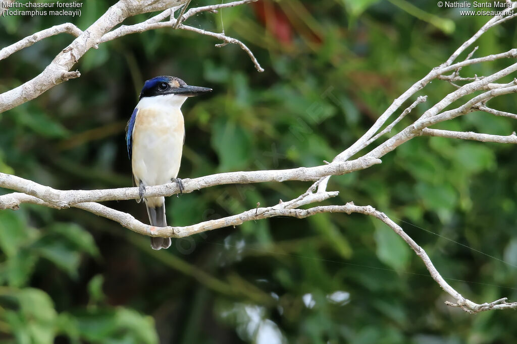 Forest Kingfisher male, identification