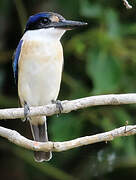 Forest Kingfisher