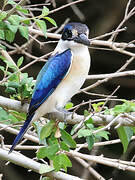 Forest Kingfisher