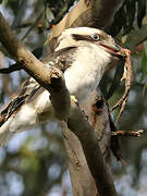 Laughing Kookaburra