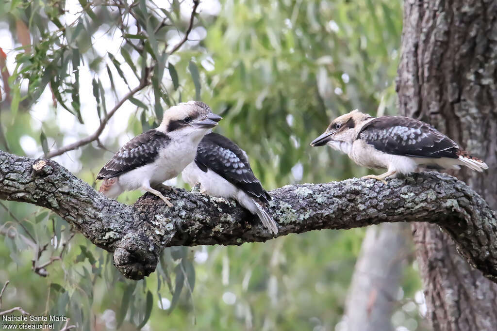 Laughing Kookaburrajuvenile, identification