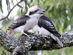 Laughing Kookaburra