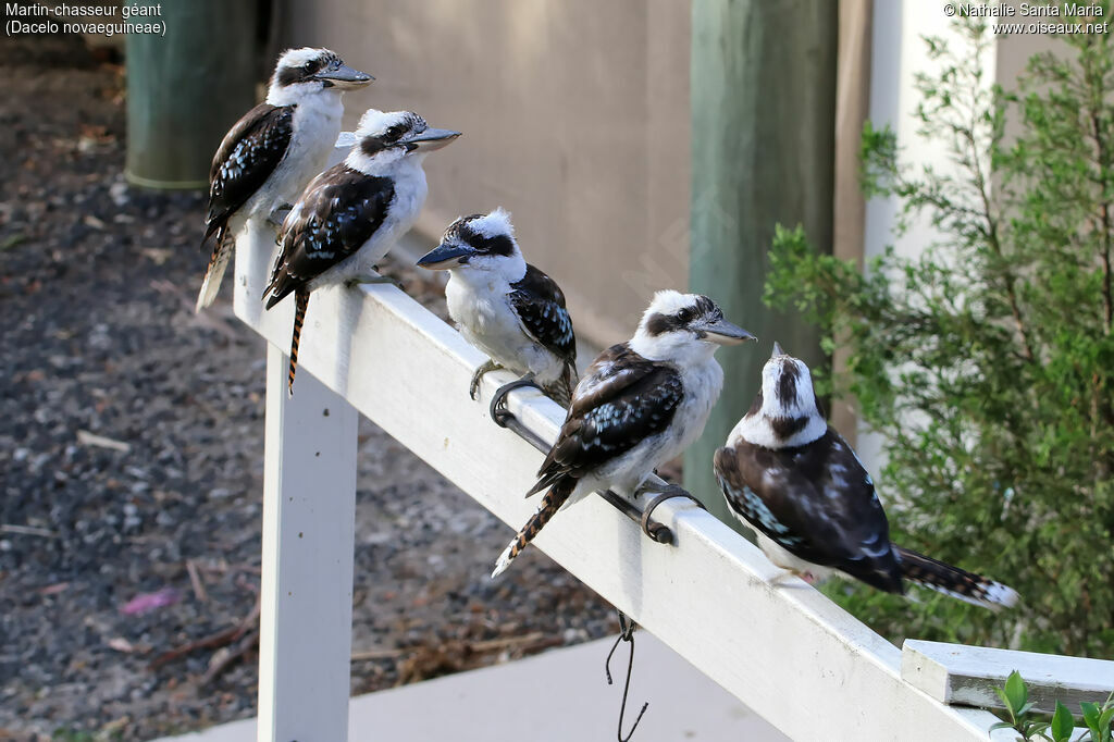 Laughing Kookaburra, identification