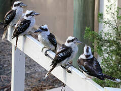 Laughing Kookaburra