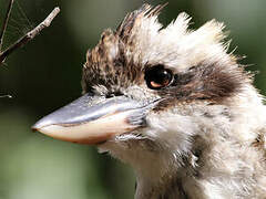 Laughing Kookaburra