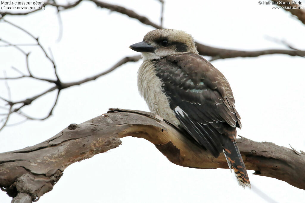 Martin-chasseur géantjuvénile, identification