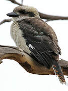 Laughing Kookaburra