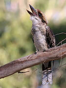 Laughing Kookaburra