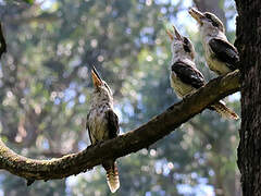 Laughing Kookaburra