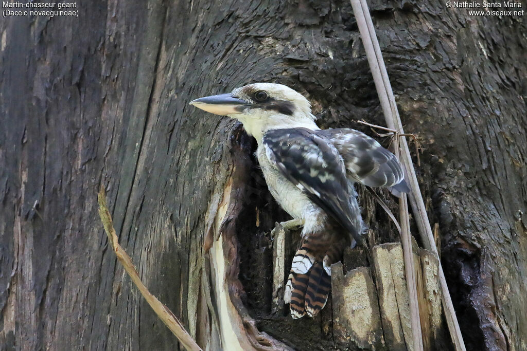 Laughing Kookaburraadult, identification, Reproduction-nesting