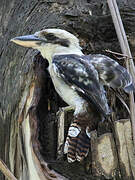 Laughing Kookaburra