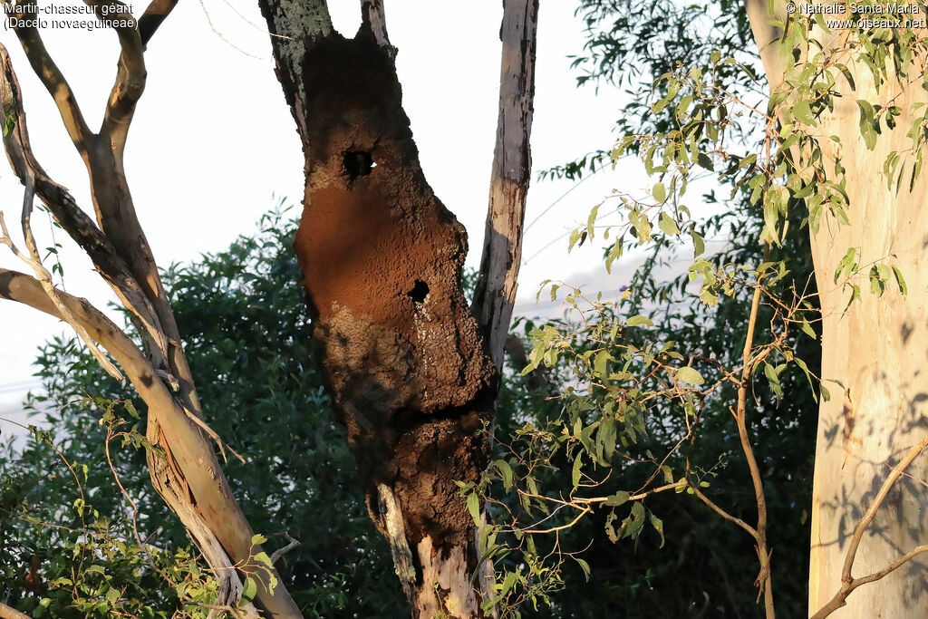 Laughing Kookaburra, habitat, Reproduction-nesting