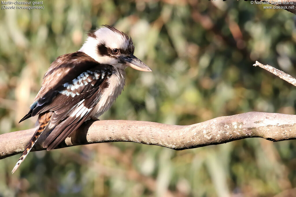 Laughing Kookaburraadult, identification