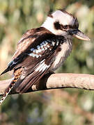 Laughing Kookaburra